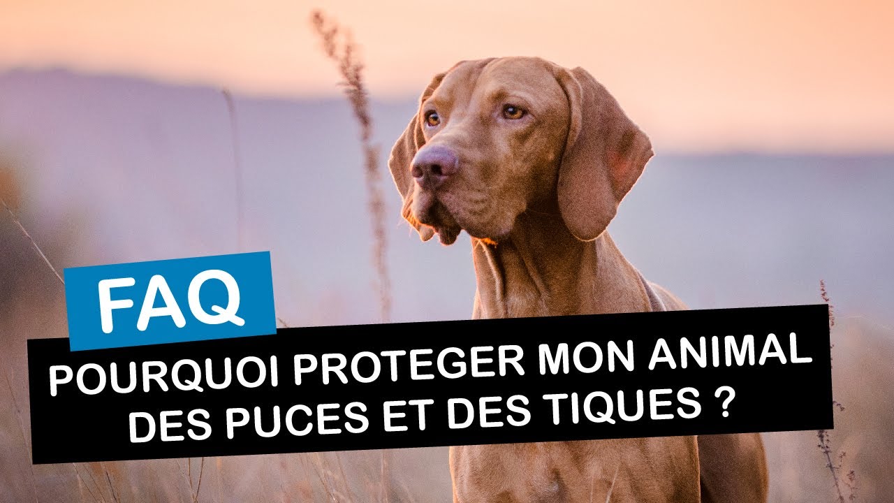Pourquoi protéger mon animal des puces et des tiques ?