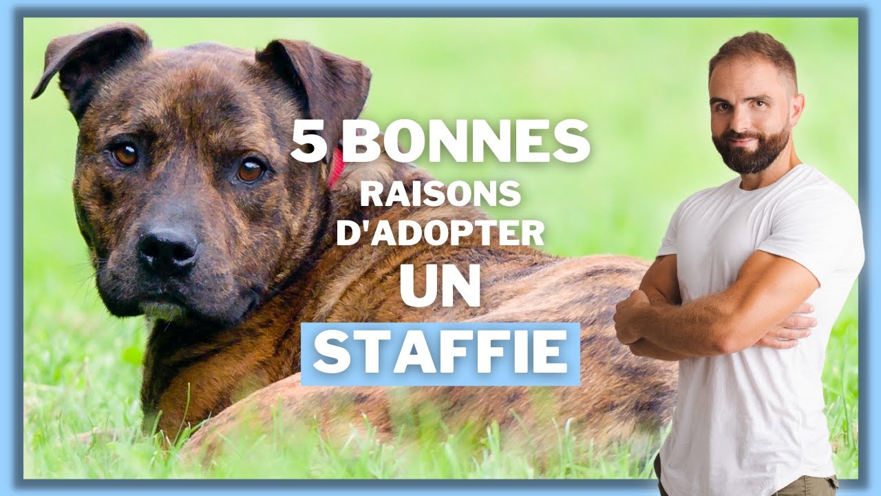 5 bonnes raisons d'adopter un Staffie !