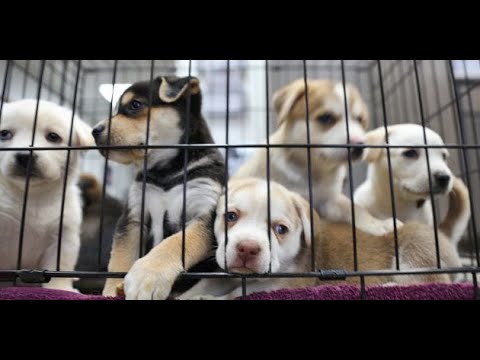 Fin de la vente des chiens et chats dans les animaleries : "Pour nous, ça ne change pas grand chose"