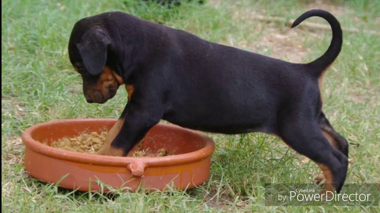 Le dobermann : tout savoir sur cette race.