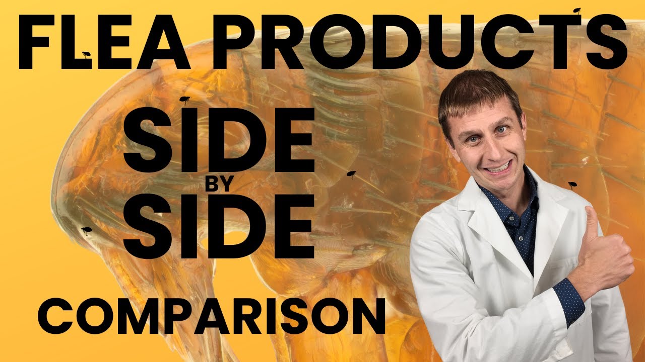 Quick Guide: Cat Flea Treatments