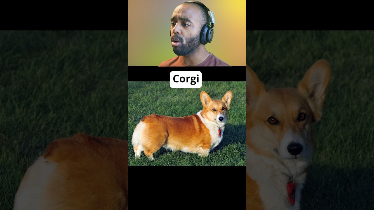 Il faut voir ces chiots #animaux #chien