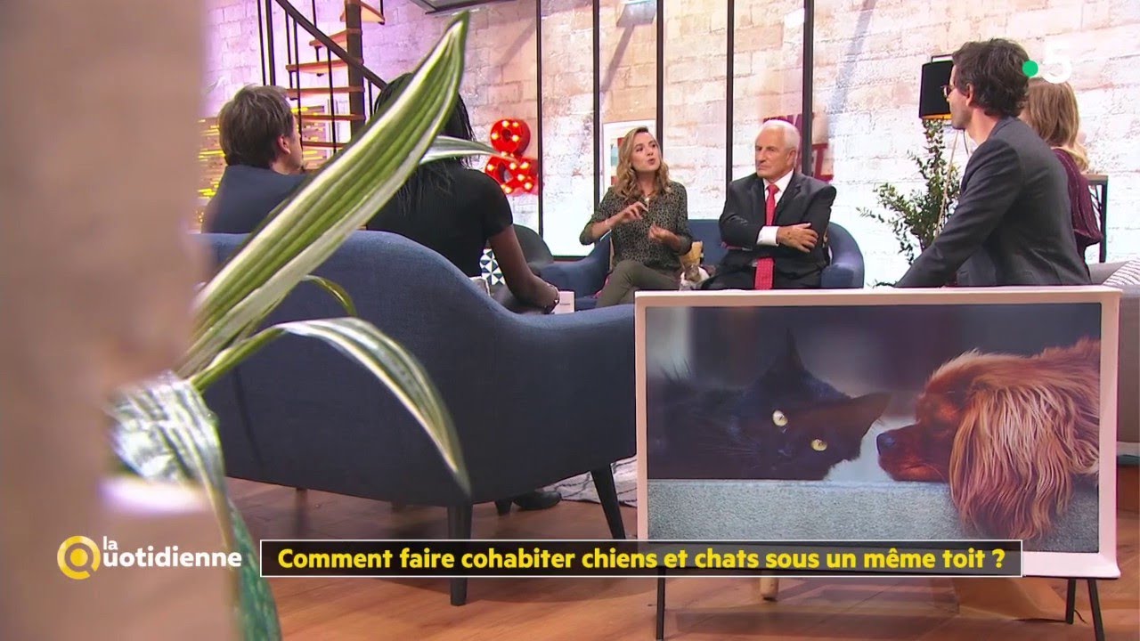 Comment faire cohabiter chiens et chats sous un même toit ? - La Quotidienne