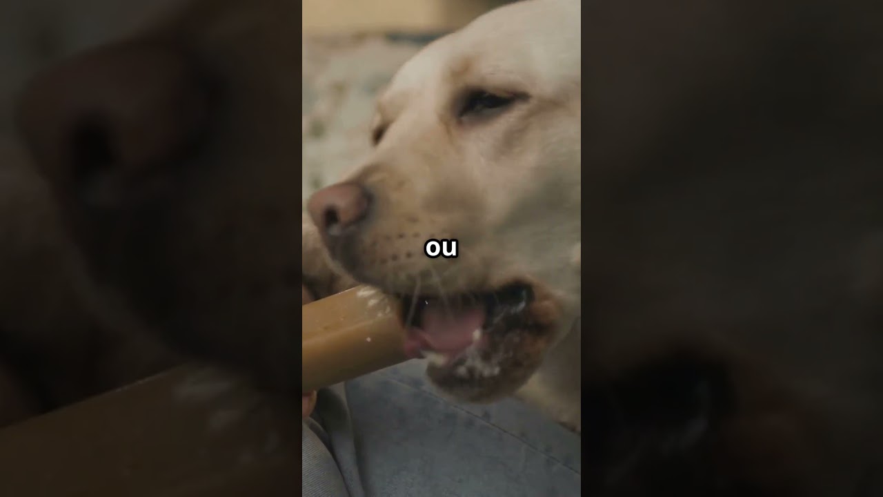 Le Labrador   Pourquoi le Labrador est ton chien préféré
