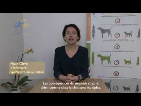Quelles sont les conséquences du surpoids chez le chien et le chat ?