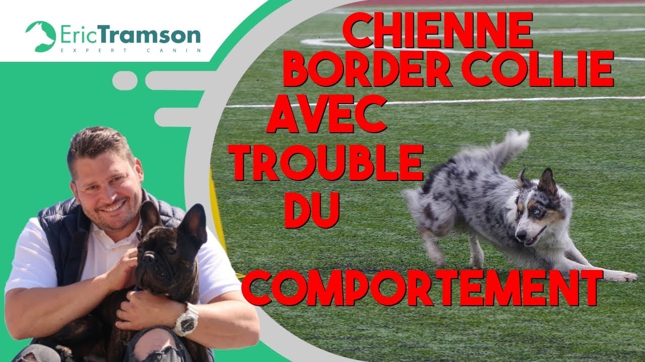 10 choses à savoir sur le Border Collie