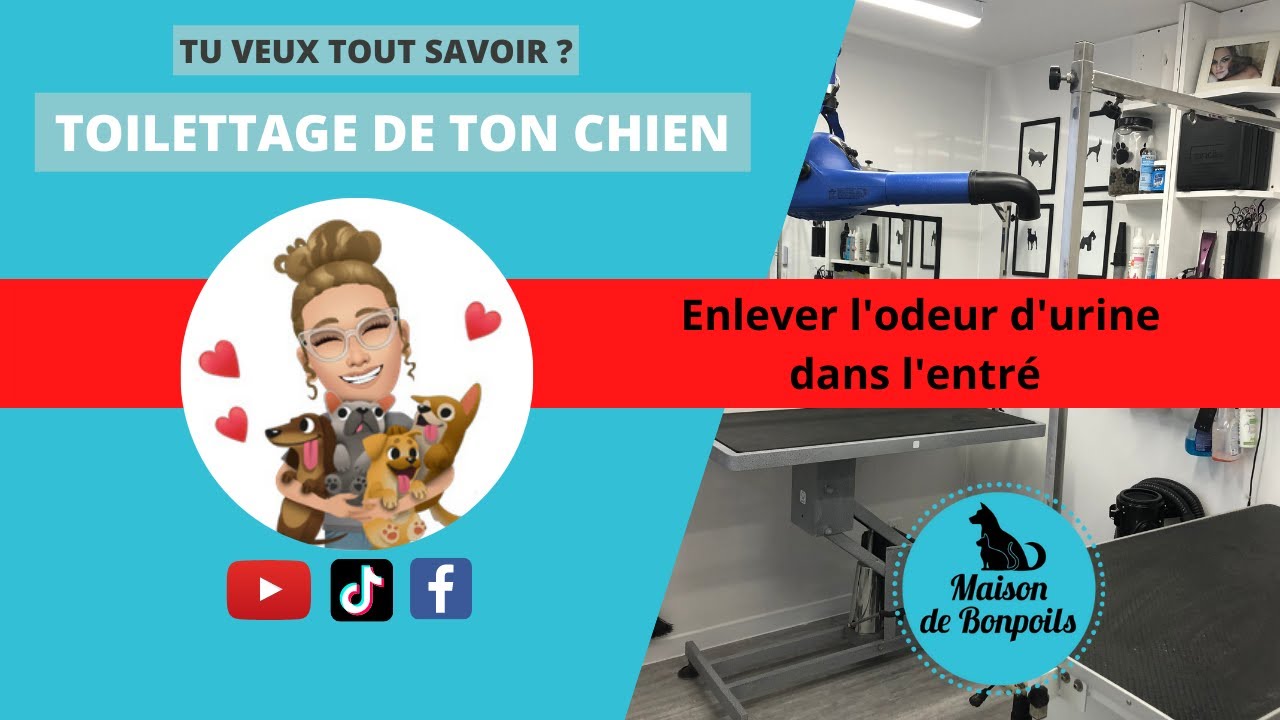 Solution pour enlever l'odeur d'urine de chat à extérieur dans votre entrée