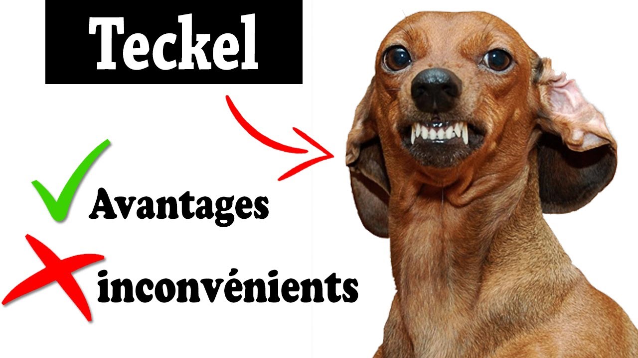 Teckel Avantages et Inconvénients | Teckel Le mal Et Le Bien De La Race