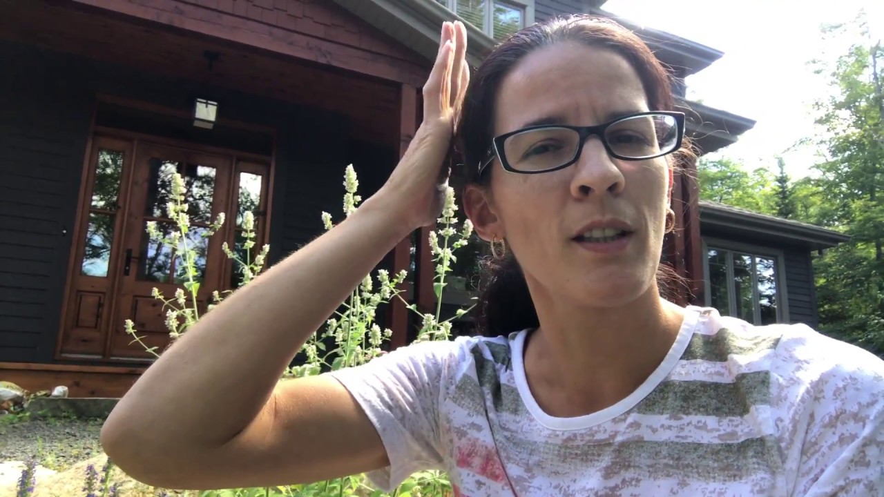 Voici la cataire, une plante pour aider la concentration et se calmer.