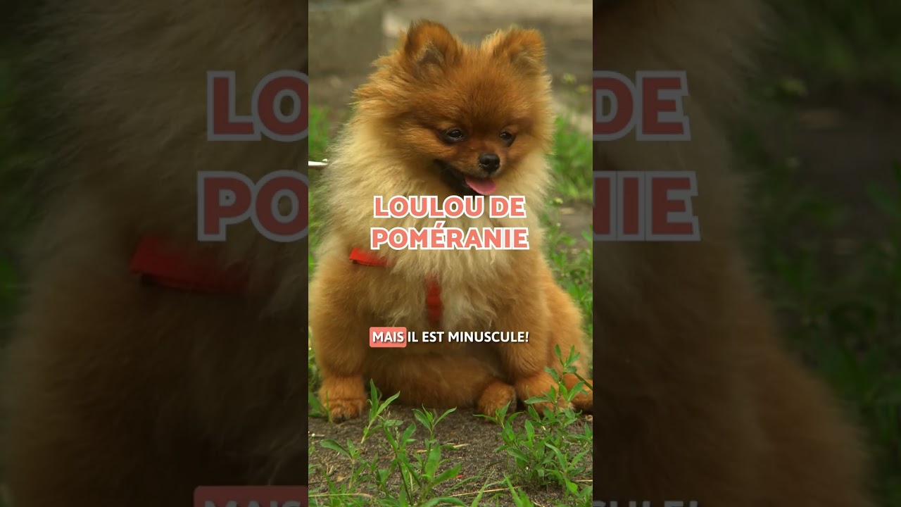 Les 5 PLUS PETITES races de CHIENS au monde😱