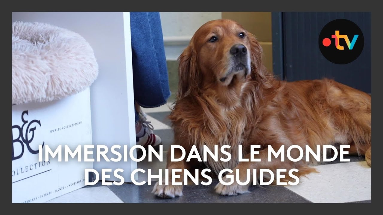 🔒🐾 Entrez, c'est fermé : immersion dans le monde des chiens guides !