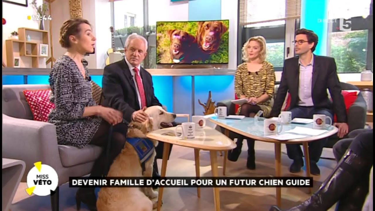 Devenir famille d'accueil pour un futur chien guide