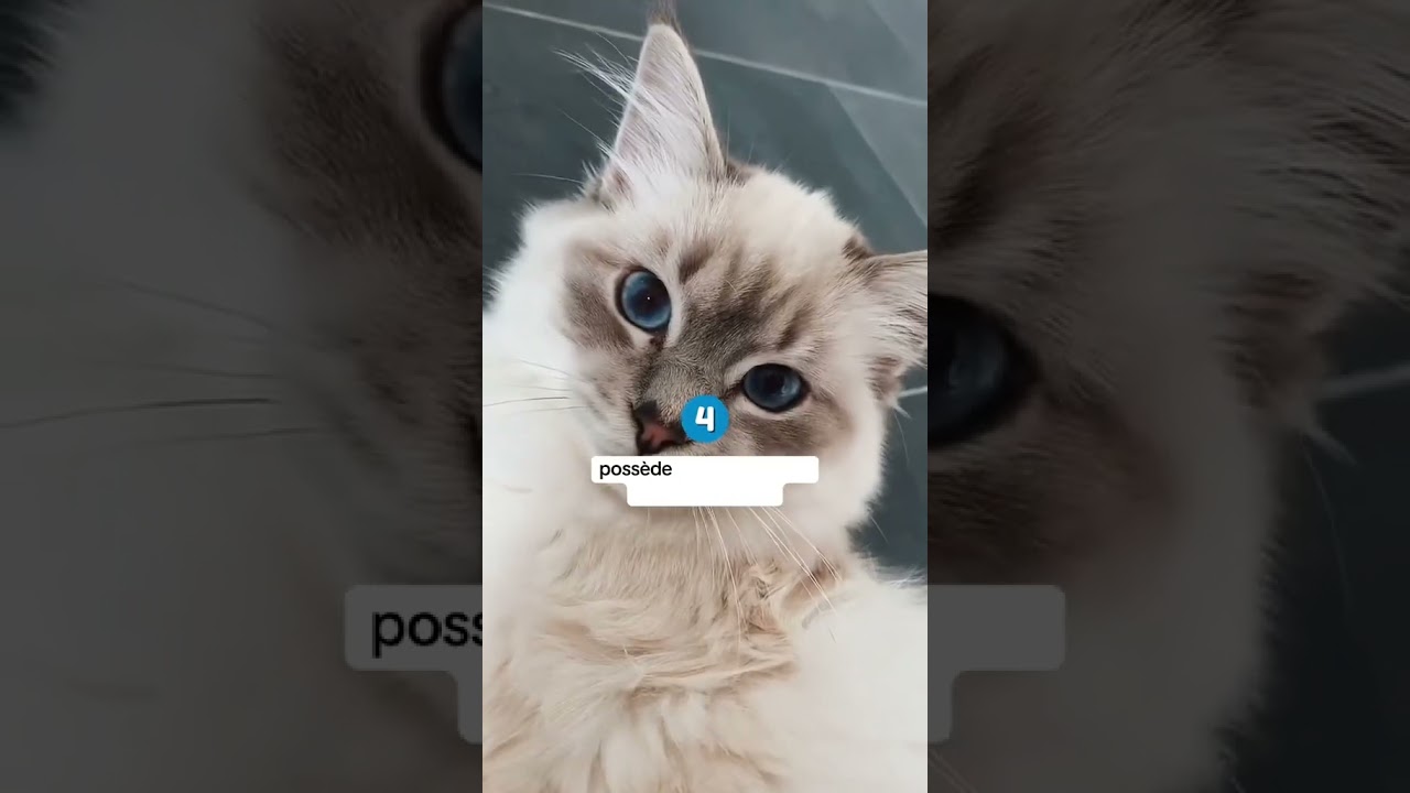 Ce que tu dois savoir sur le sacré de Birmanie 😻 ! #chat #cat #comportementduchat #expertduchat