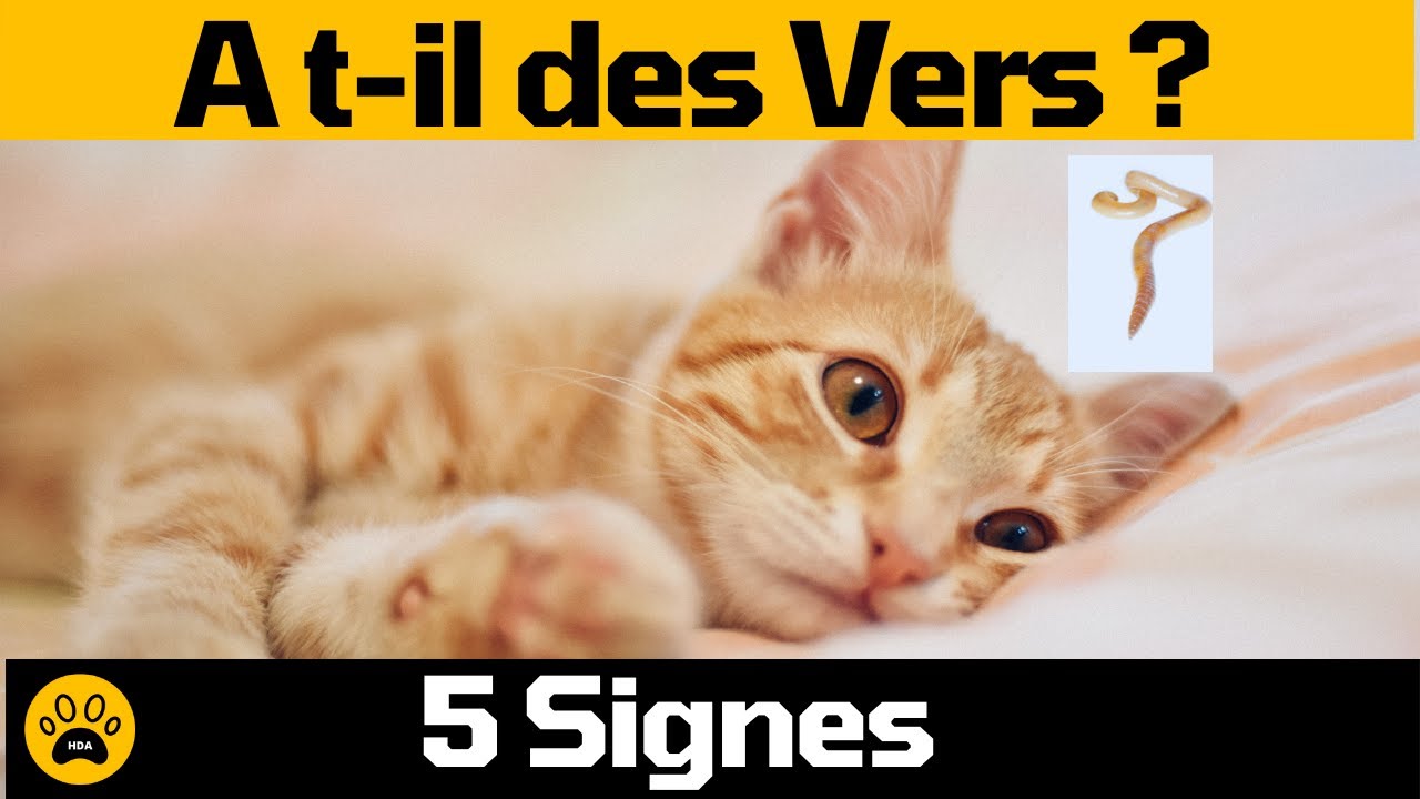 Comment Savoir si mon chat a des vers 👉 Découvrez 5 vrais signes
