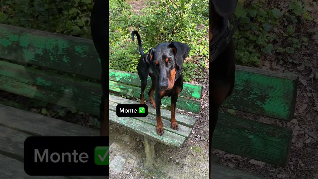 Tous les ordres que mon Doberman de deux ans connaît 🧠🤯￼