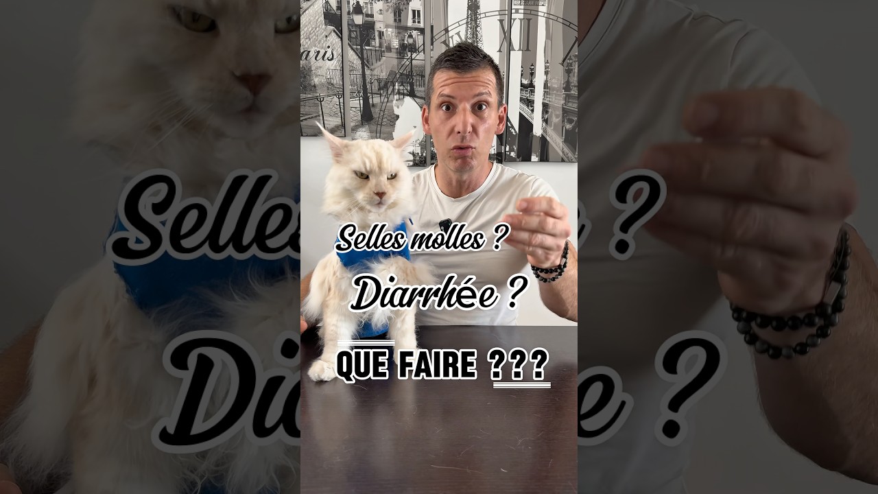 Selles molles? Diarrhée ? Que faire? La procédure ! #chat #cat  #conseils