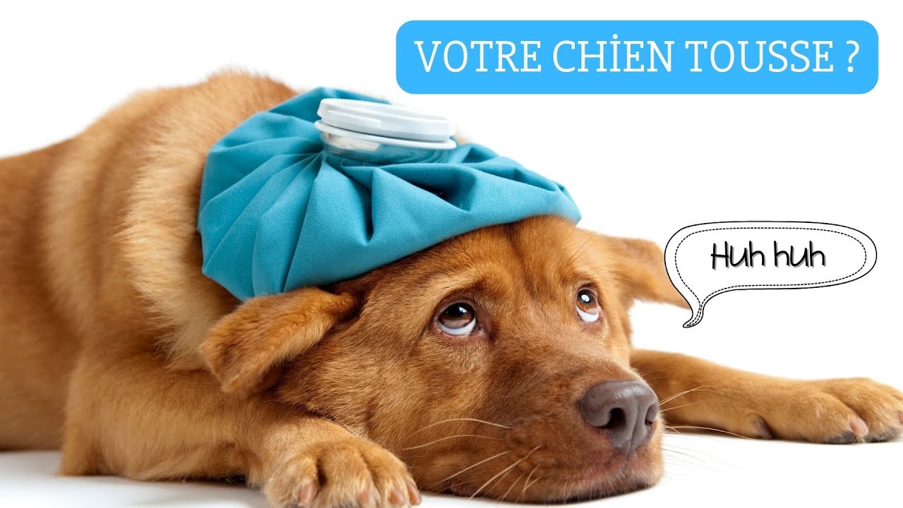 Pourquoi mon chien tousse-t-il ? Causes courantes et options de traitement