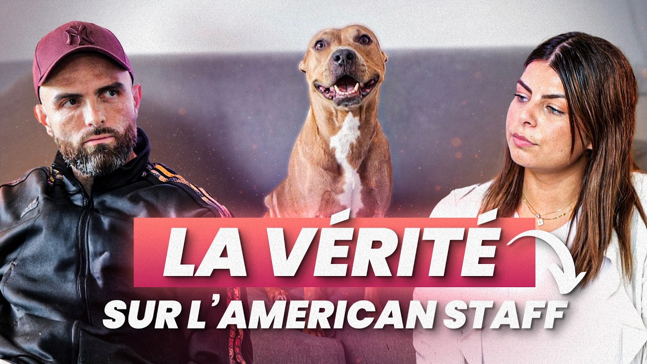 Peut-on vivre normalement avec un American Staff ?