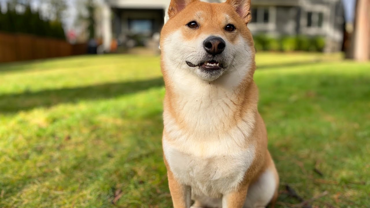 A Complete Guide to Care for Your Shiba Inu