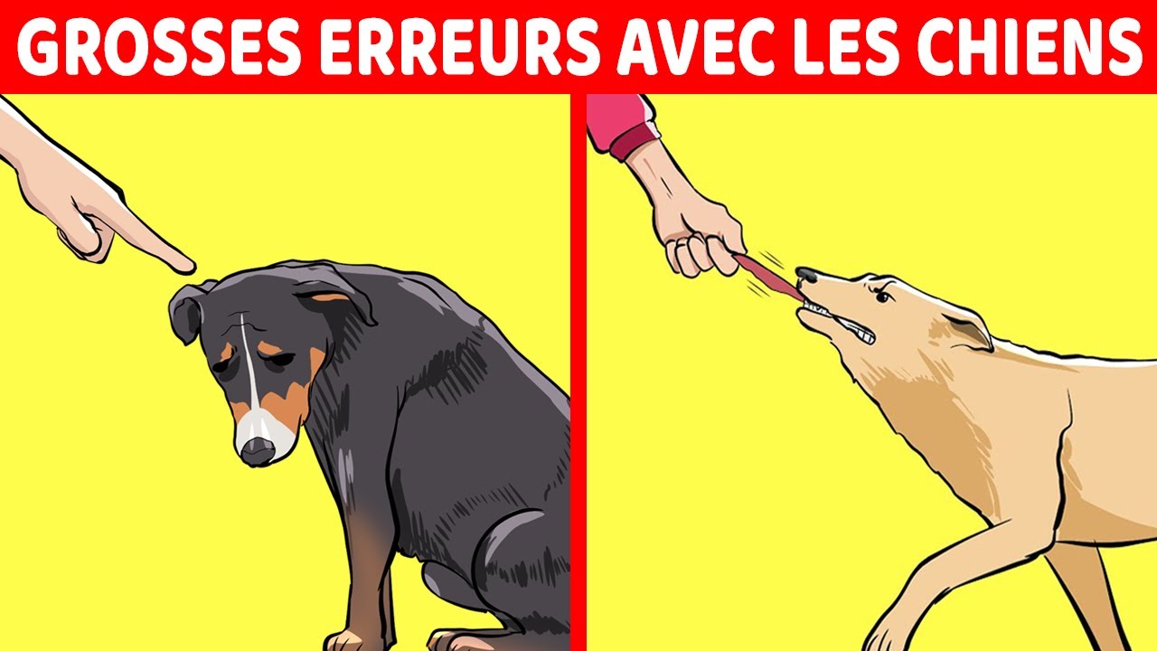 15 Erreurs Terribles Commises Par Les Propriétaires De Chiens