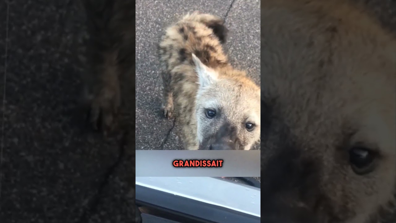 Il Croyait Avoir Adopté un Chiot mais..