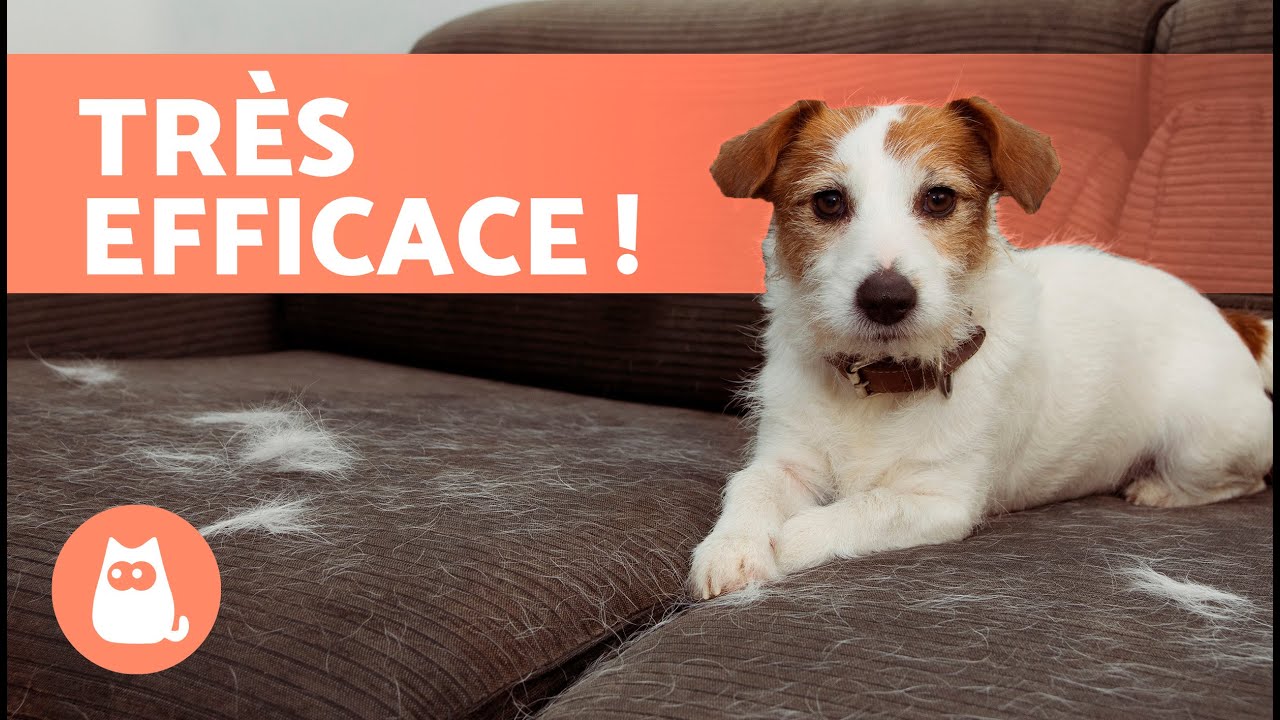 Mon CHIEN PERD TROP DE POILS, QUE FAIRE ? 🐶 (5 conseils)