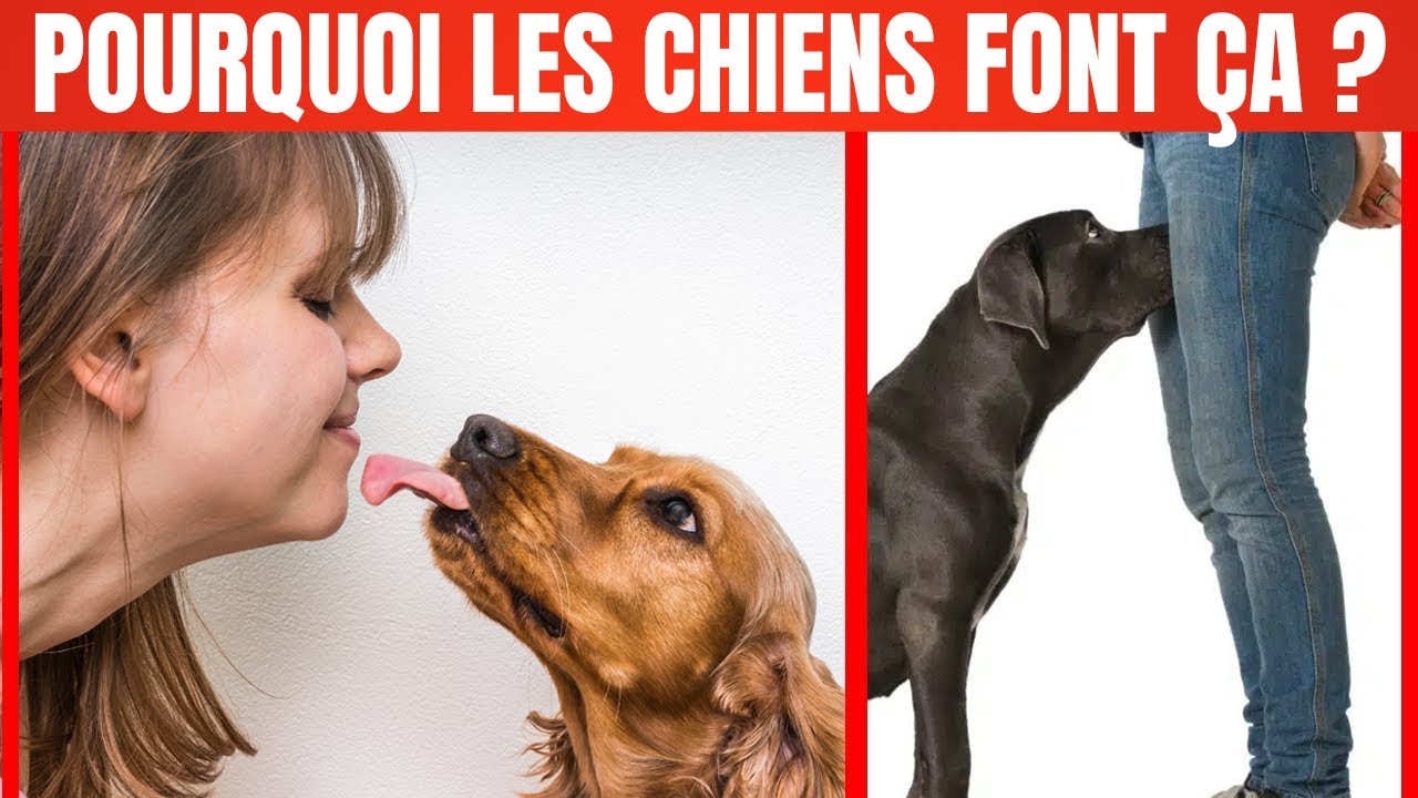 40 Comportements étranges de Chiens EXPLIQUÉS !