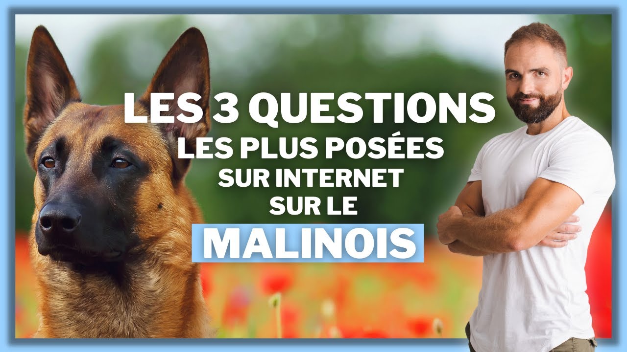 Les 3 questions les plus posées sur internet sur le Malinois !