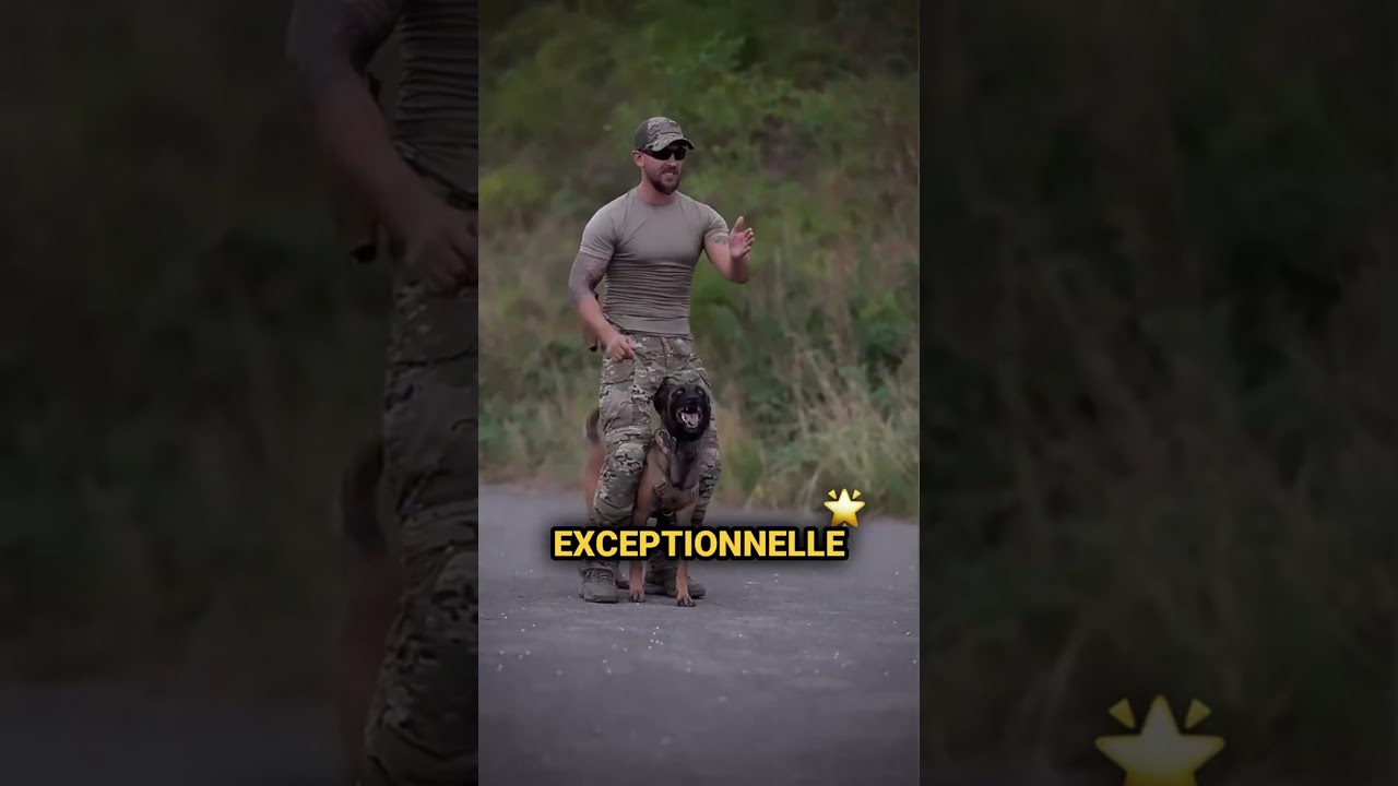 Les 3 races de chiens pour protéger ta famille 🐶 #chien #chiens #puissance #kangal #kangal_tr