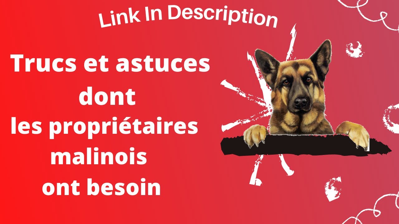 berger malinois : trucs et astuces dont les propriétaires malinois ont besoin