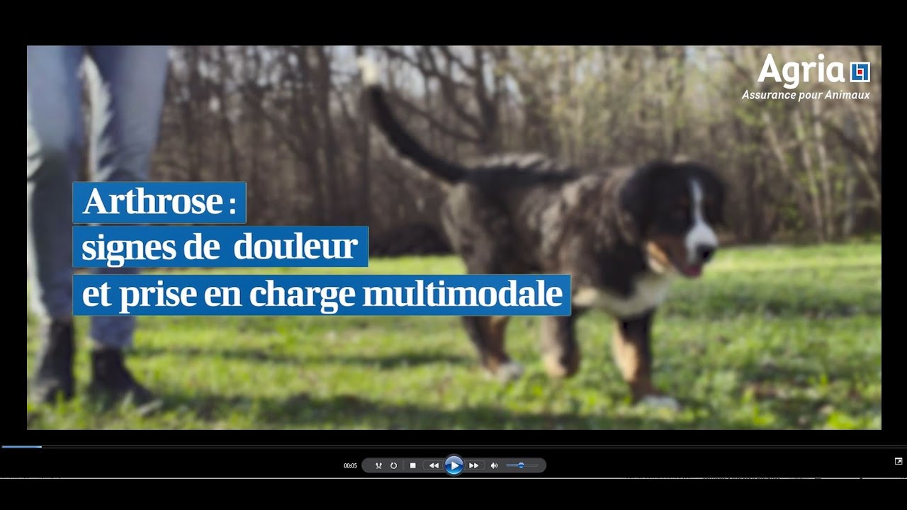 Arthrose chez les chiens et chats : signes de douleur et prise en charge multimodale