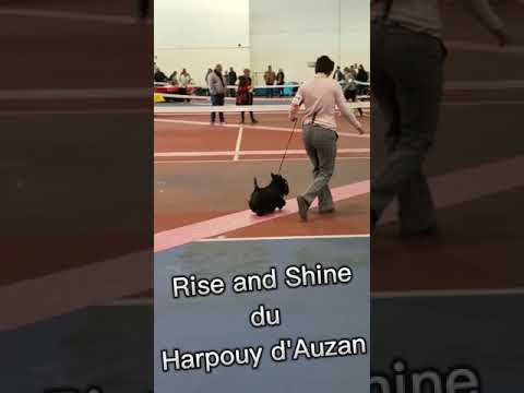 Exposition Canine Nationale Tarbes 19/11/22 jugement Scottish Terrier