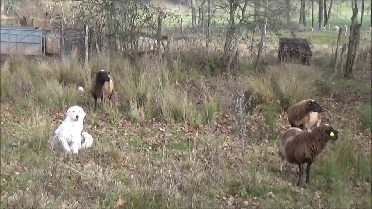 OSCAR - Berger des Abruzzes - 5 mois