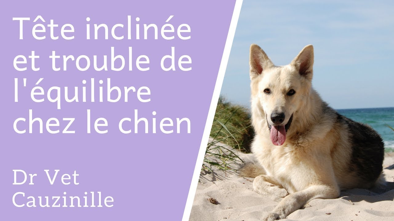 Tête inclinée et trouble de l'équilibre chez le chien