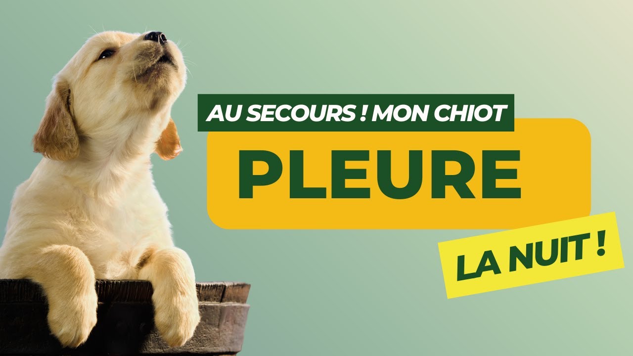Faut-il laisser un chiot pleurer la nuit ? Conseils et explications 😴🐾