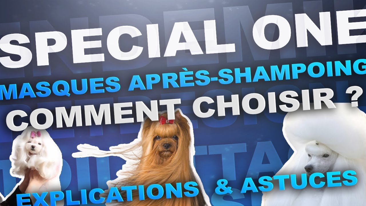 QUEL APRES-SHAMPOING SPECIAL ONE CHOISIR POUR TOILETTER VOS CHIENS ET CHATS ? Infos et explications