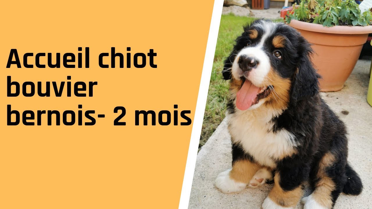Accueil de notre Chiot Bouvier Bernois de 2 mois