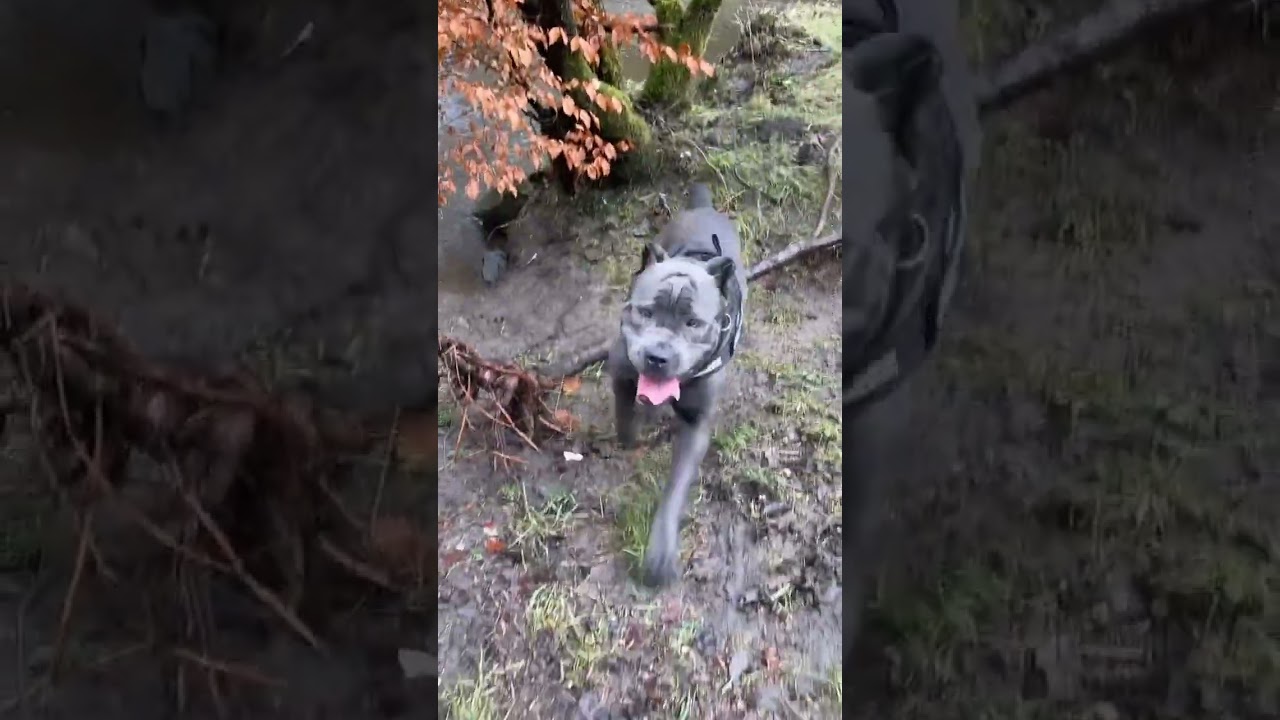 Cane Corso vs Belgian malinois Puppy