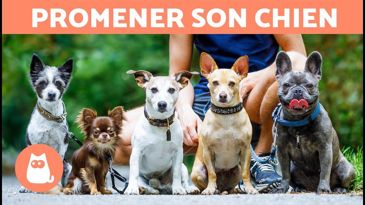 Combien de fois par jour faut-il promener un chien ?