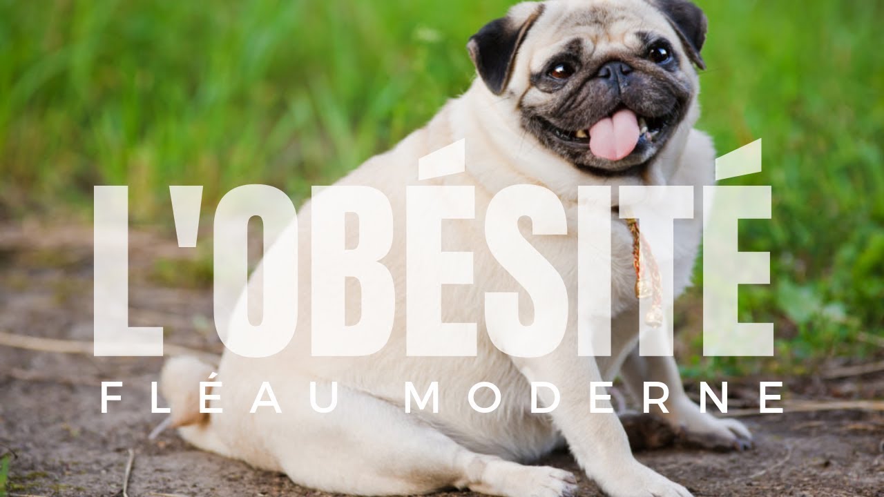 POURQUOI 1 ANIMAL SUR 3 EST OBÈSE.