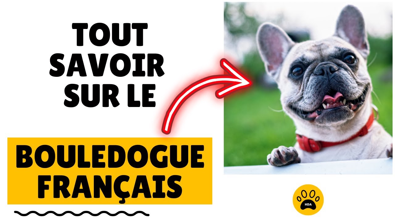 Tout Savoir sur le Chien Bouledogue Français 👉 Historique - Caractère - Santé - Alimentation.