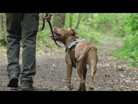 Journée mondiale contre l'abandon des animaux de compagnie – Spot 2025
