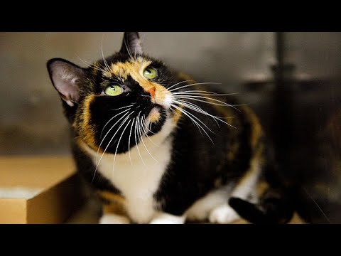 Le Parlement européen soutient la micropuce obligatoire pour tous les chiens et chats de l'UE