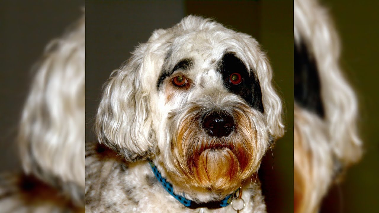 Chien d'eau portugais. Avantages et inconvénients, Prix, Comment choisir, Faits, Soins, Histoire