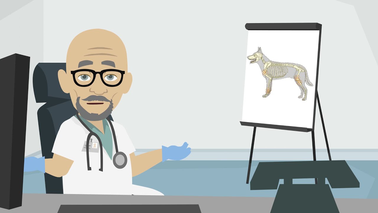 Kymaya vous présente le fromage de yak pour chien