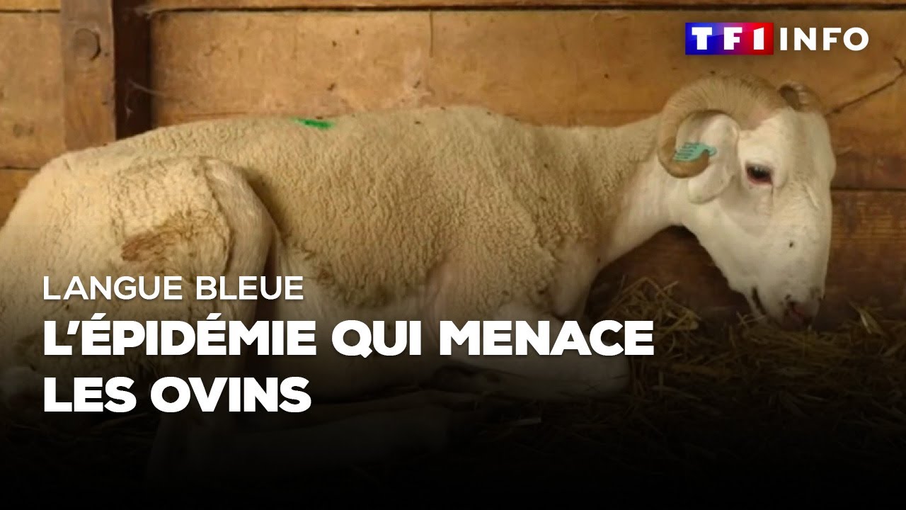 Langue bleue : l'épidémie qui menace les ovins