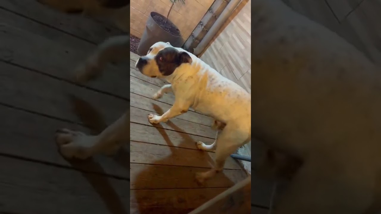 #chien staff croisé Cane corso