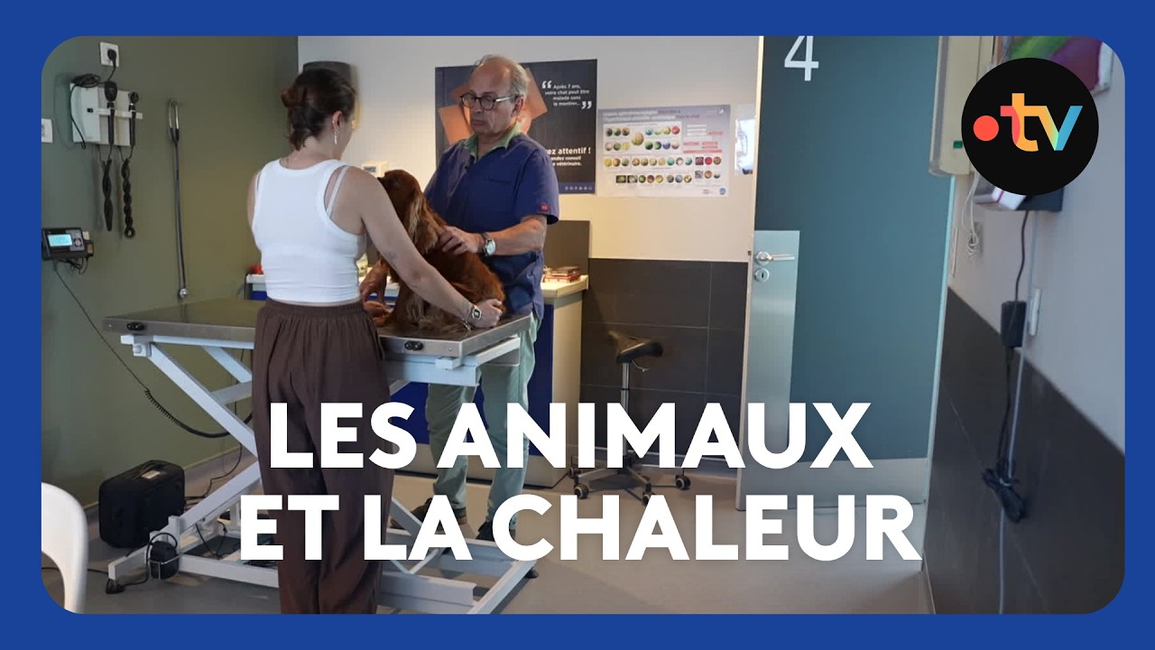 Canicule : vétérinaires et refuges en alerte pour protéger chiens et chats