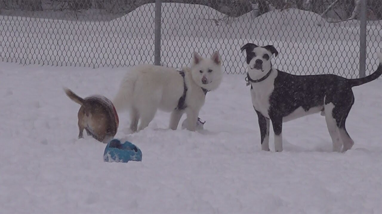 Mysterious respiratory illness has Vt. veterinarians, dog owners on alert