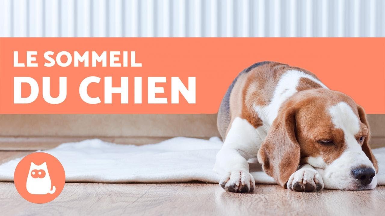 Combien de temps dort un chien dans la journée ? - Chiot, chien adulte et vieux chien